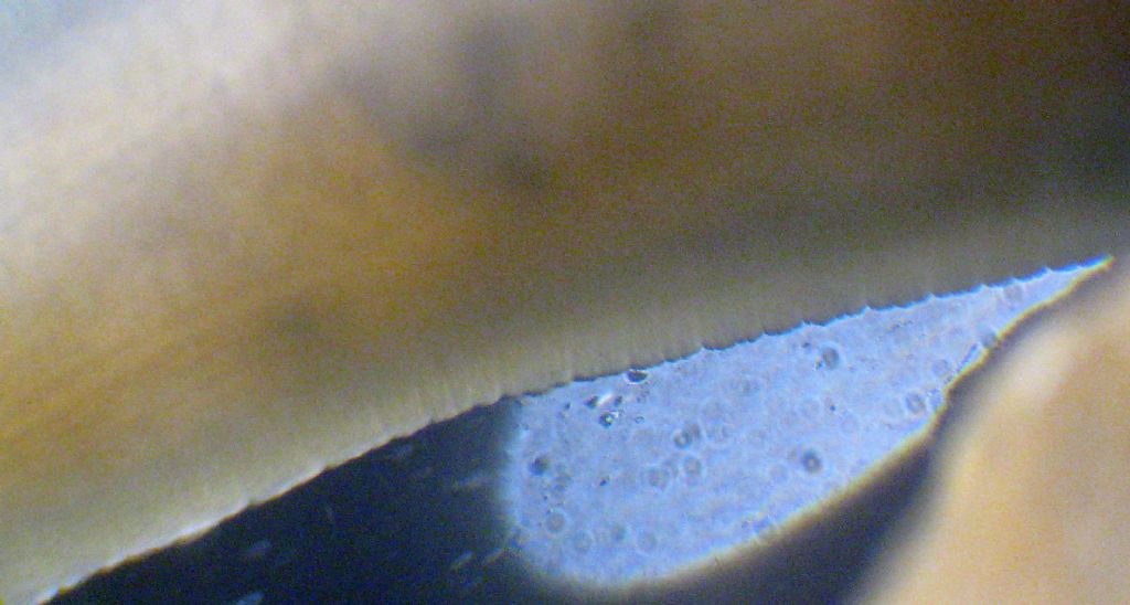 Identificazione di una sanguisuga: Trocheta subviridis